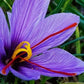 Extra Premium Saffron | Kesar | Zafran | Kumkuma Puvvu | Red Gold