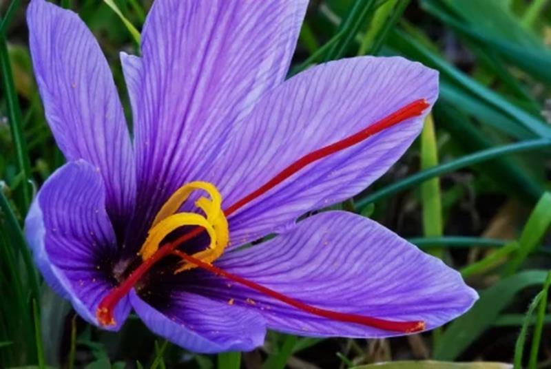 Extra Premium Saffron | Kesar | Zafran | Kumkuma Puvvu | Red Gold
