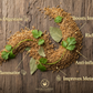 Cumin Seeds | Jeera
