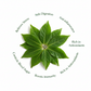 Bay Leaf | Biryani Leaf | Tejpata