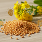 Yellow Mustard | Sarson